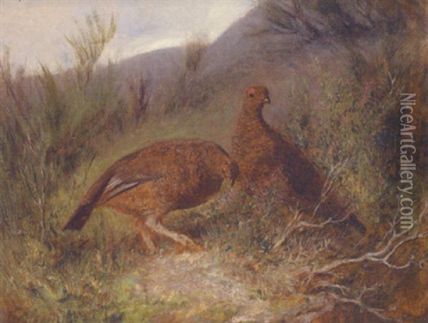 Grouse On The Moor Oil Painting - Abel Hold