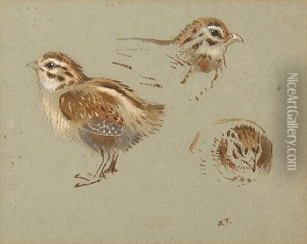 Study Of Partridge Chick Oil Painting - Archibald Thorburn