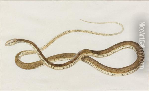De Serpent Oil Painting - Nicolas Huet