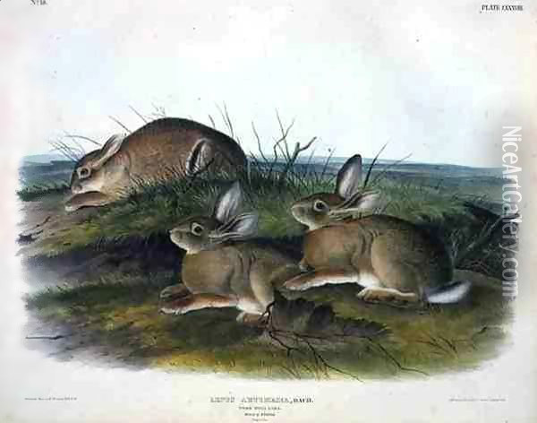 Lepus Artemesia (Worm Wood Hare) Oil Painting - John James Audubon
