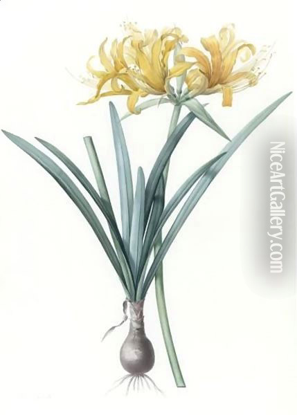 Amaryllis Aurea - Amaryllis Doree Oil Painting - Pierre-Joseph Redoute