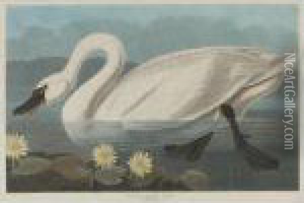 Common American Swan (plate Ccccxi) Oil Painting - John James Audubon