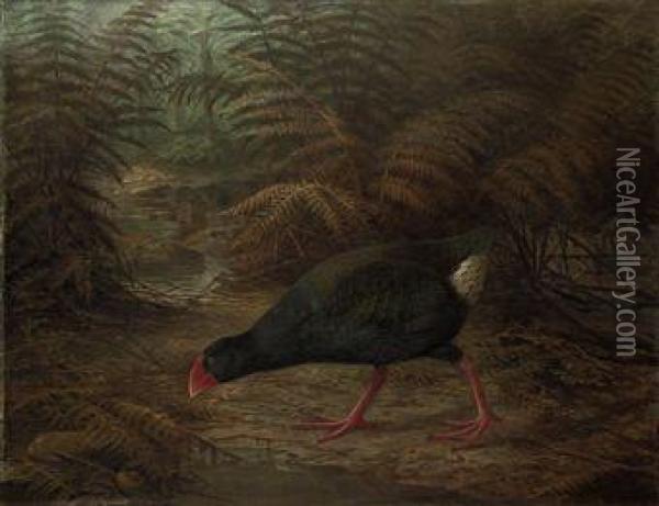A Moho Takahe Oil Painting - Johan Gerard Keulemans
