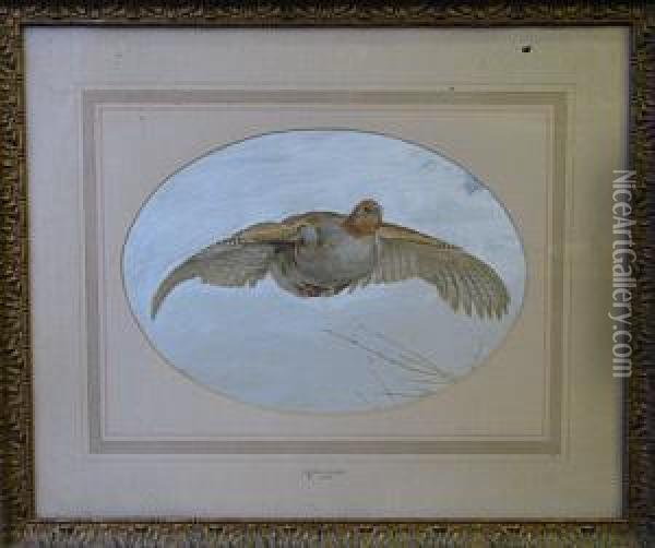 Partridge In Flight Oil Painting - Frank Paton