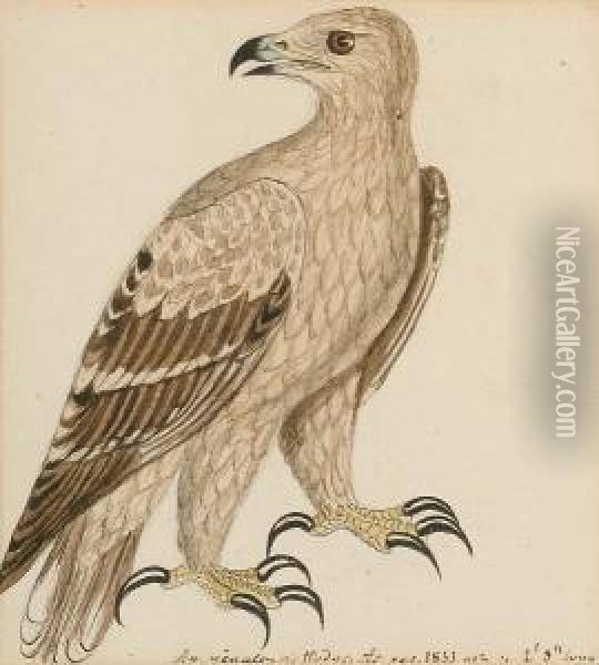 Crested Serpent Eagle; Booted 
Hawk-eagle (hietaaetus Pennatus); Bonelli's Or Slender Hawk Eagle; 
Yellow Grosbeak (pheucticus Chrysopeplus, South America); A Hawk Oil Painting - Heinrich Gotlieb L. Reichenbach