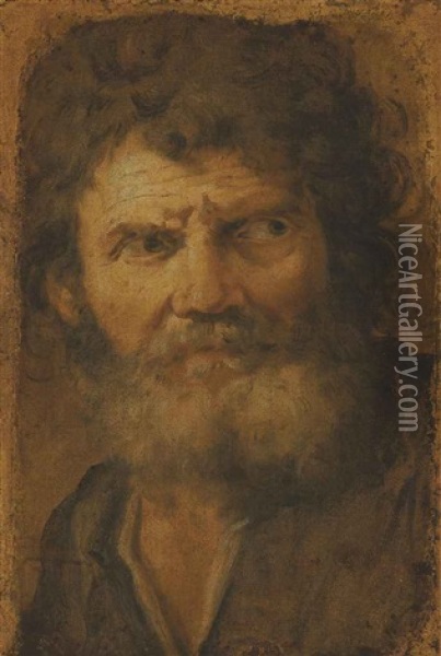 Head Of An Old Man Oil Painting - Pier Francesco Mola