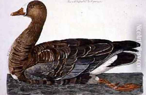 The White-Fronted Goose Anser albifrons plate from The British Zoology, Class II Birds, engraved by Peter Mazell fl.1761-97 Oil Painting - Peter Paillou