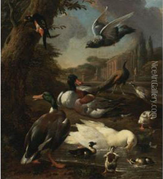A Peacock, Pigeon, Ducks And Other Birds In A Garden Setting Oil Painting - Melchior de Hondecoeter