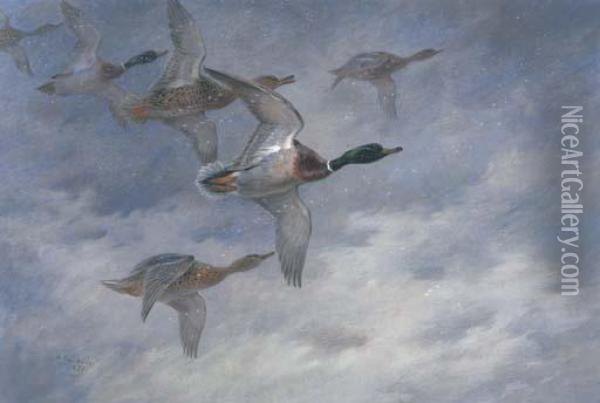 Mallard In Flight Oil Painting - Archibald Thorburn