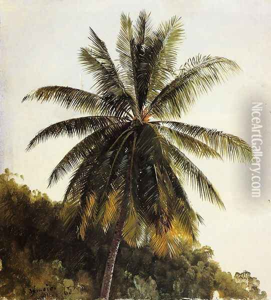 Palm Trees, West Indies Oil Painting - Frederic Edwin Church