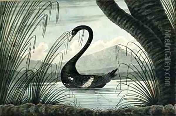 The Black Swan Oil Painting - T.R. Browne