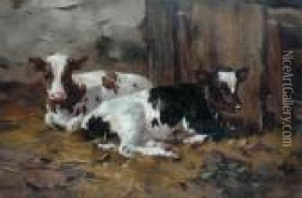 Calves In A Stable Oil Painting - David Gauld