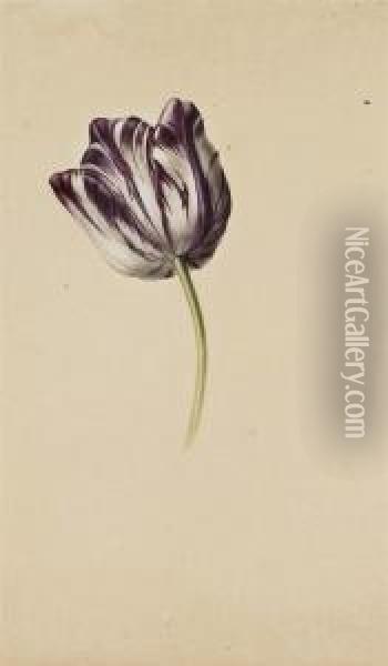 Tulipe Bicolore Violette Et Blanche Oil Painting - Pancrace Bessa