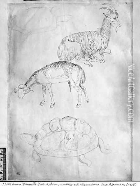 Two tortoises, goat and sheep, from the The Vallardi Album Oil Painting - Antonio Pisano (Pisanello)