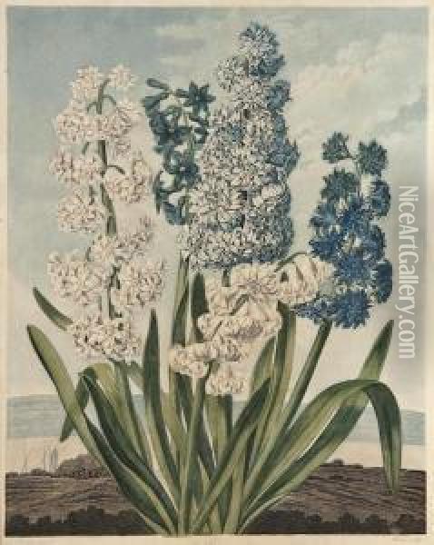 Hyacinths Oil Painting - Thomas Warner