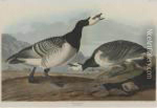 Barnacle Goose Oil Painting - John James Audubon