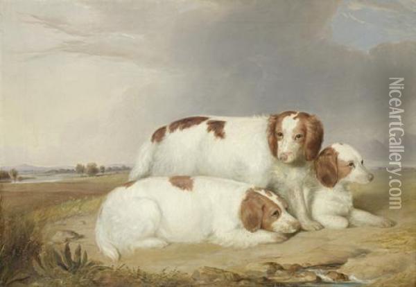 A Portrait Of Three Red And White Spaniels Oil Painting - William Robinson
