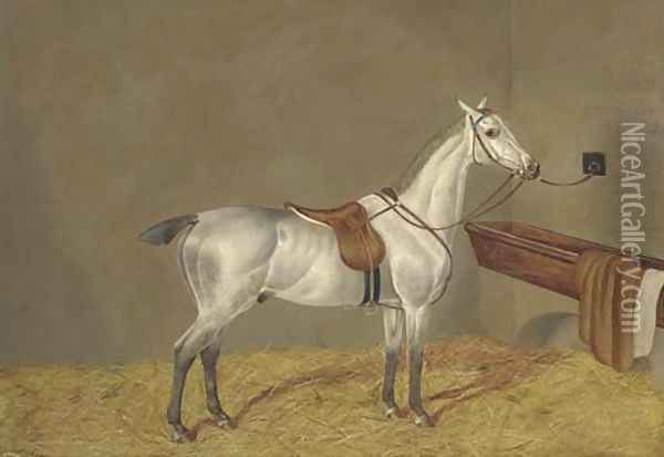 A grey racehorse in a loose box Oil Painting - Henry Shaw