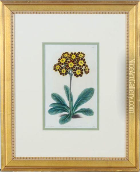 Botanicals Oil Painting - Sydenham Teast Edwards