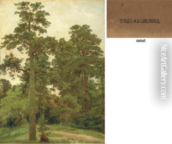 Pine Trees, Merekiul' Oil Painting - Ivan Shishkin