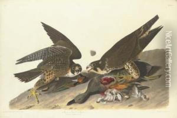 Great Footed Hawk Oil Painting - Robert I Havell