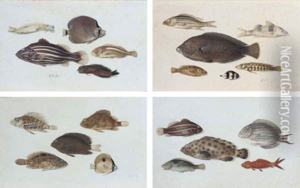 Studies Showing Different Species Of Tropical Marinefish Oil Painting - Johannes Bronkhorst