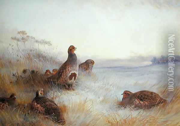 Partridges in Early Morning, 1910 Oil Painting - Archibald Thorburn