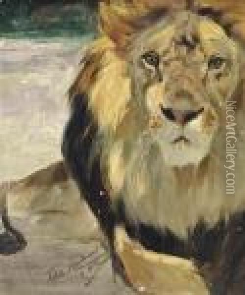 Resting Lion, A Study Oil Painting - Wilhelm Kuhnert