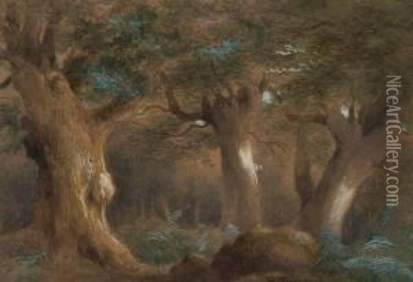 Woodland Scenes Oil Painting - Robert Tucker