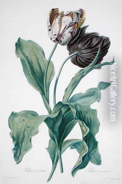Garden Tulip, from Opera Botanica, engraved by Le Grand, published 1760s Oil Painting - Gerard Van Spaendonck