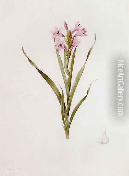 Gladiolus Laccatus Oil Painting - Pierre-Joseph Redoute