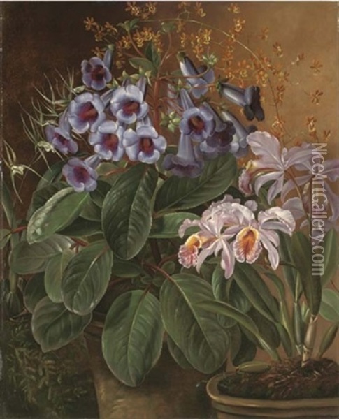 Orchids In A Terracotta Pot Oil Painting - Charles Storer