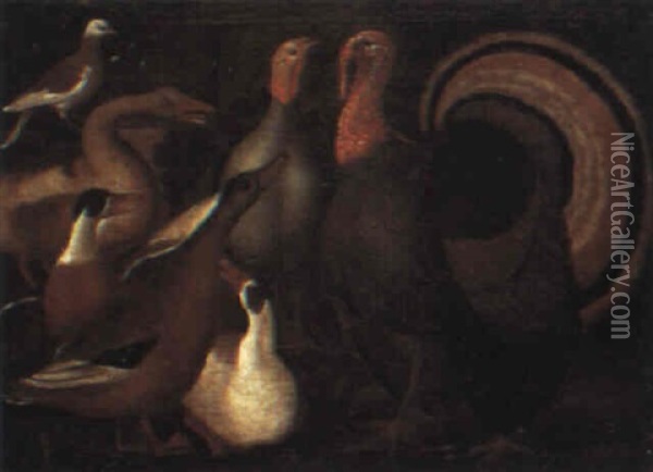 Study Of Ducks, Geese, A Dove And Turkeys Oil Painting - Giovanni Agostino (Abate) Cassana