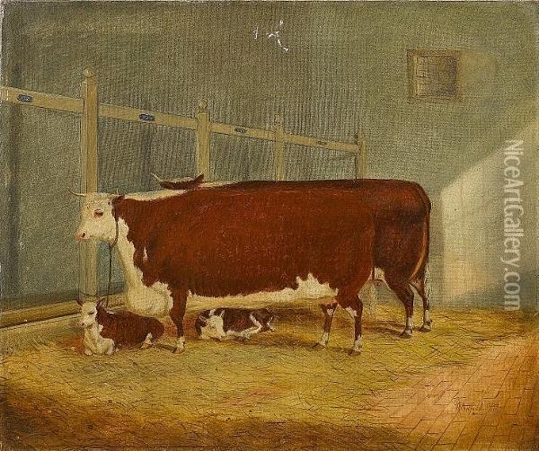 Two Hereford Shorthorns And Calves In A Stable Oil Painting - Richard Whitford