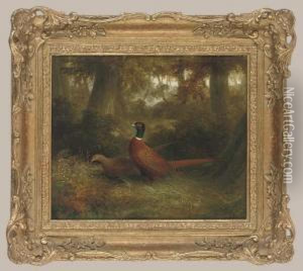 A Cock And Hen Pheasant In A Wooded Glade Oil Painting - Abel Hold