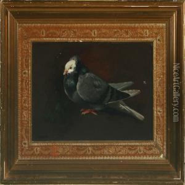 A Pigeon Oil Painting - Heinrich Hansen