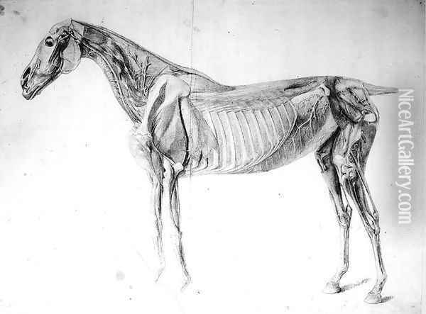 Diagram from The Anatomy of the Horse Oil Painting - George Stubbs