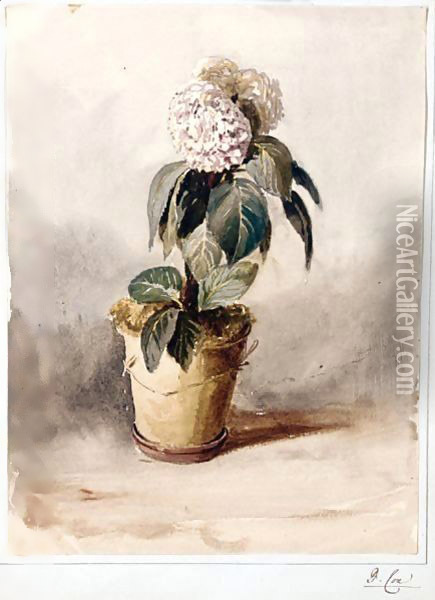 Still-Life Of A Hydrangea Oil Painting - David Cox