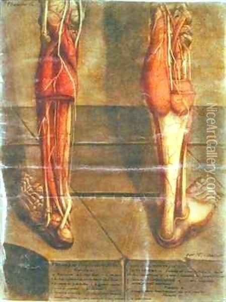 Musculature of the legs 2 Oil Painting - Jacques - Fabien Gautier - Dagoty