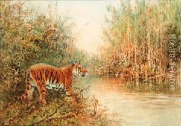 Tiger At The Water's Edge; And Tiger In Long Grass Oil Painting - William Woodhouse