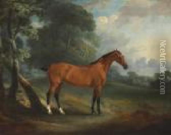 A Bay Hunter In A Wooded Landscape Oil Painting - John Snr Ferneley