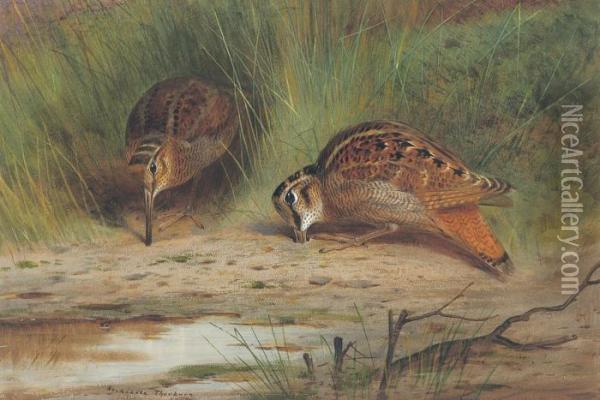 Pair Of Woodcocks Feeding Oil Painting - Archibald Thorburn