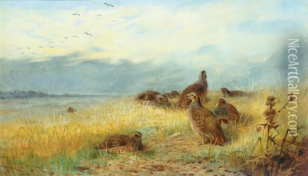 Call Of The Grey Partridge Oil Painting - Archibald Thorburn