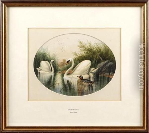 Two Swans And A Duck Among Rushes Oil Painting - Charles Edward Ii Brittan