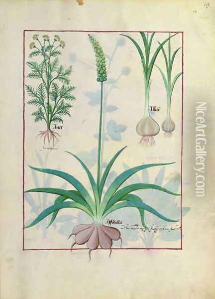 Garlic and other plants, illustration from The Book of Simple Medicines by Mattheaus Platearius d.c.1161 c.1470 Oil Painting - Robinet Testard