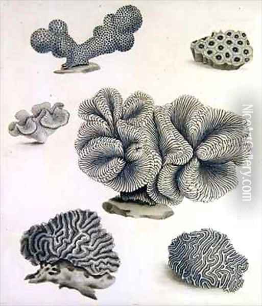 Shells and Marine Flora 4 Oil Painting - Sydenham Teast Edwards