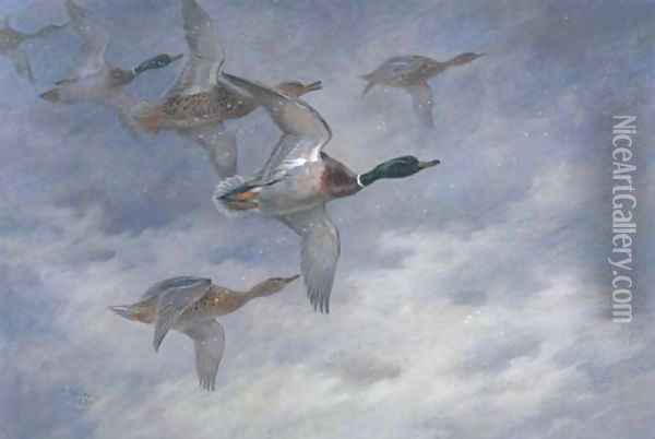 Mallard in flight Oil Painting - Archibald Thorburn
