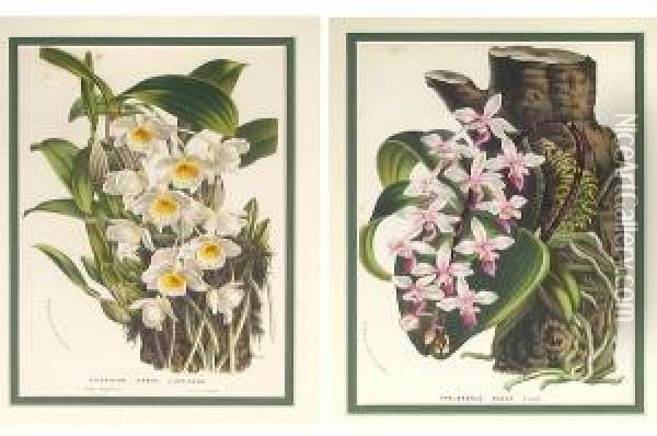 Botanical Studies Of Orchids Oil Painting - Horto Van Houtteano
