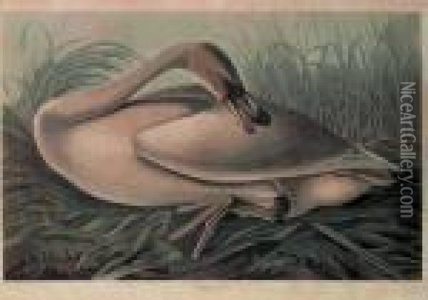 Trumpeter Swan (plate Ccclxxvi) Oil Painting - John James Audubon