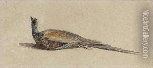 A Pheasant Oil Painting - Peter de Wint